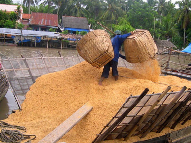 trấu thóc